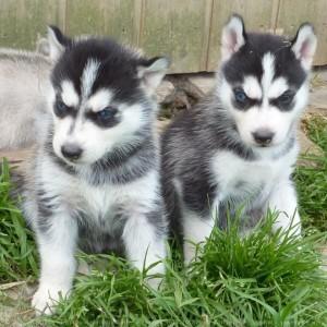 Two Fantastic Siberian Husky Puppies Available For sale