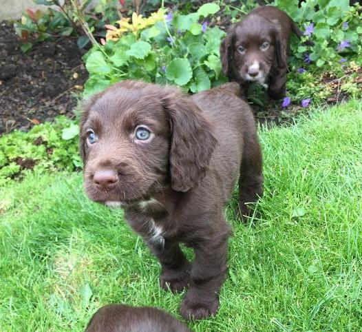 Cocker spaniel puppies for a re home