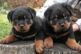 X-MAS male and female Rottweiler Puppies