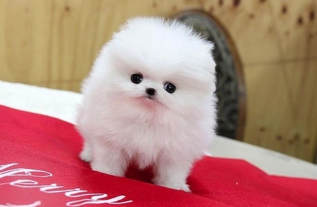 adorable puppy pomeranian for adoption