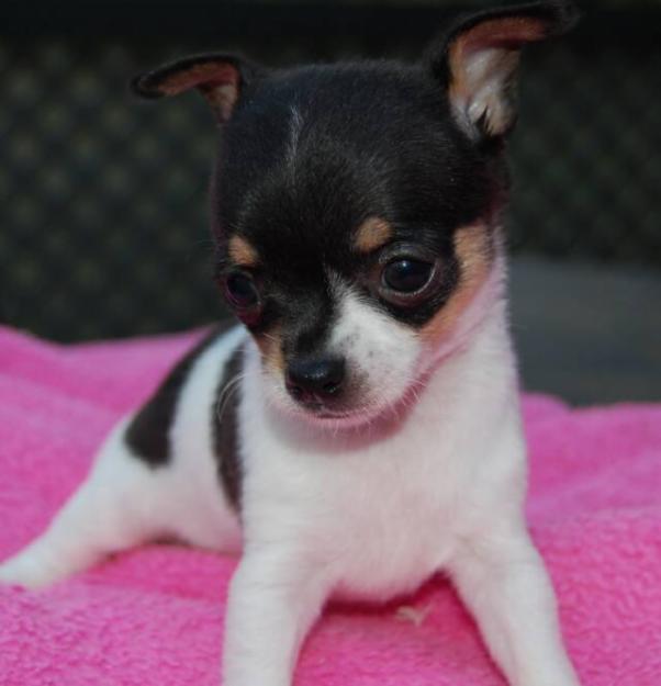 Lovely and cute chihuahua puppies