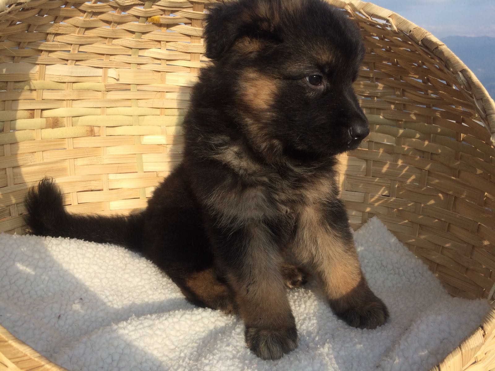 german shepherd sale 德國牧羊犬出售