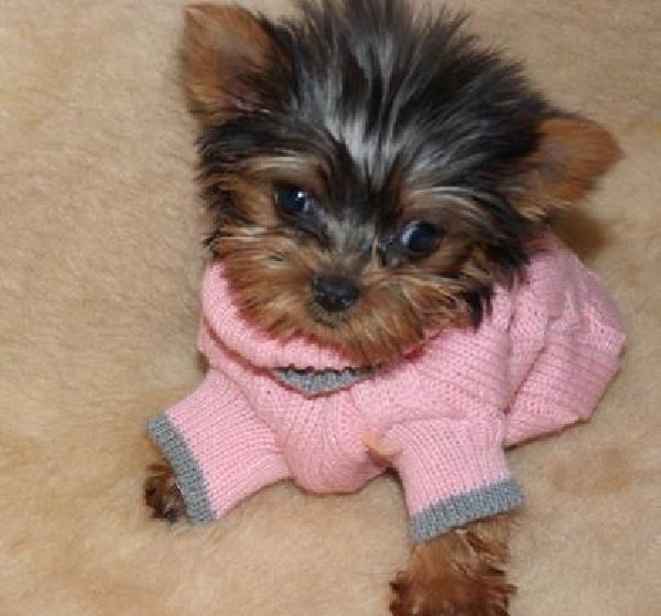 Awesome Yorkie puppies available