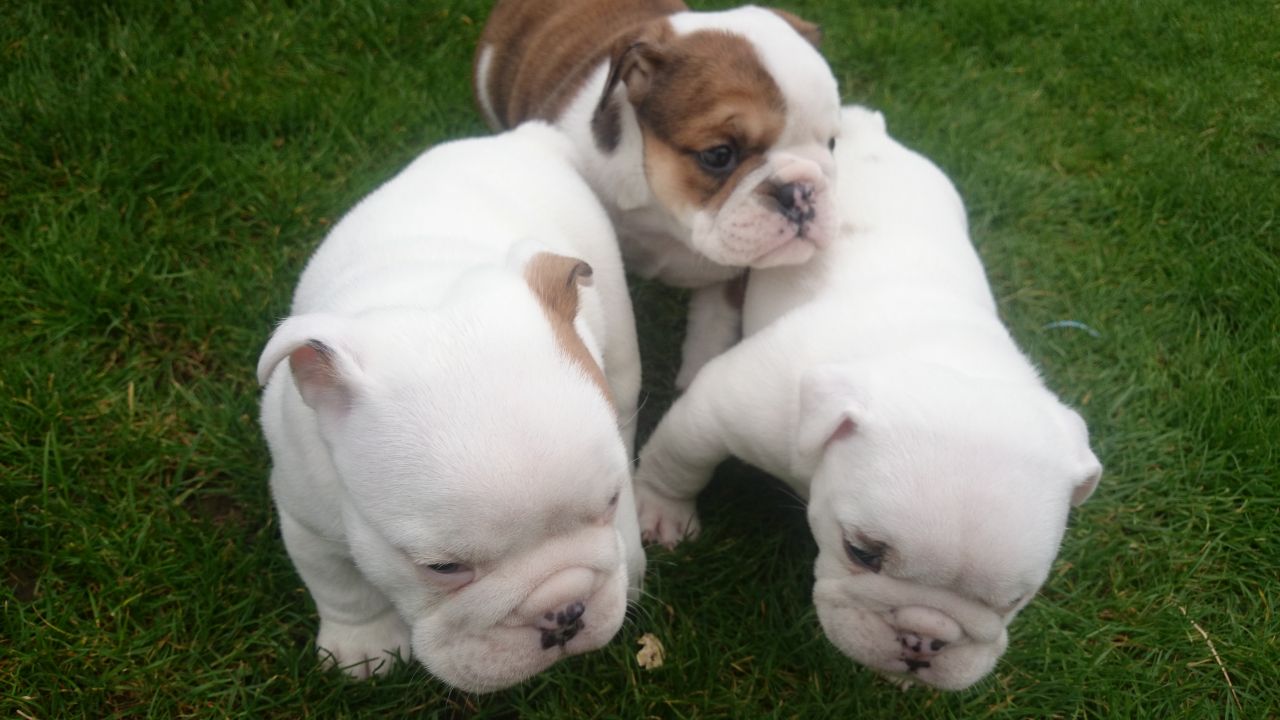 Super Champion Male & Female English Bulldog Puppies