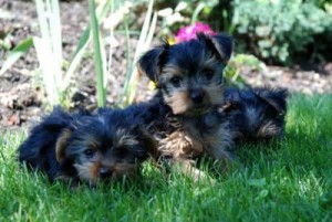 Cute Teacup Yorkie Puppies For Free Adoption