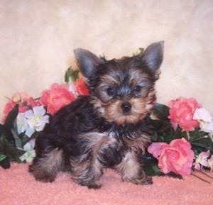 Cute Yorkie Puppies  vaccinated Available