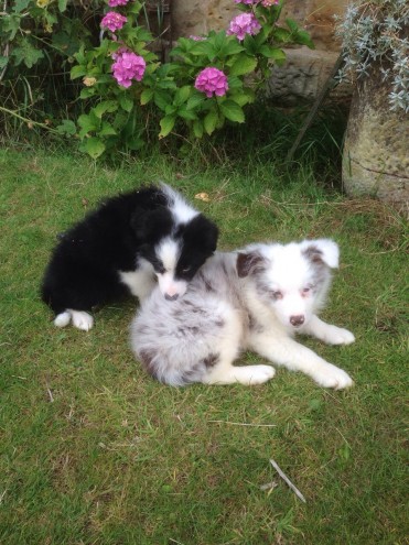 Boarder Collie puppies available 