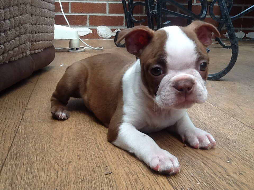Ready Now Kc Registered Red Boston Terrier Puppies