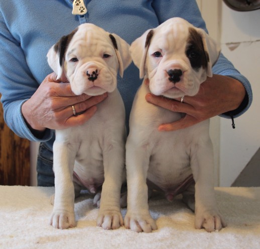 2white Male Boxer Puppy′s