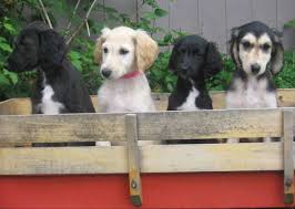 AFGHAN HOUND PUPPIES AVAILABLE