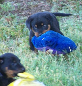 Beauceron puppies available