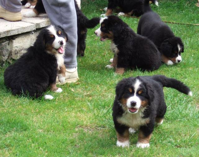 Bernese Puppies Aavailable