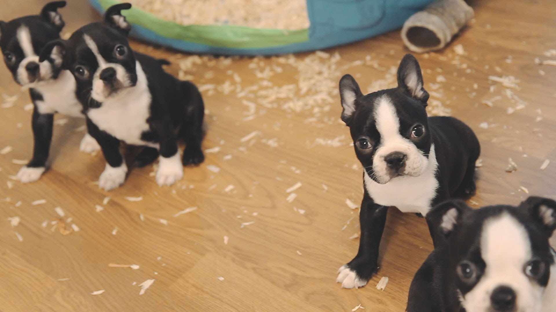 Beauiful Boston Terrier Puppies
