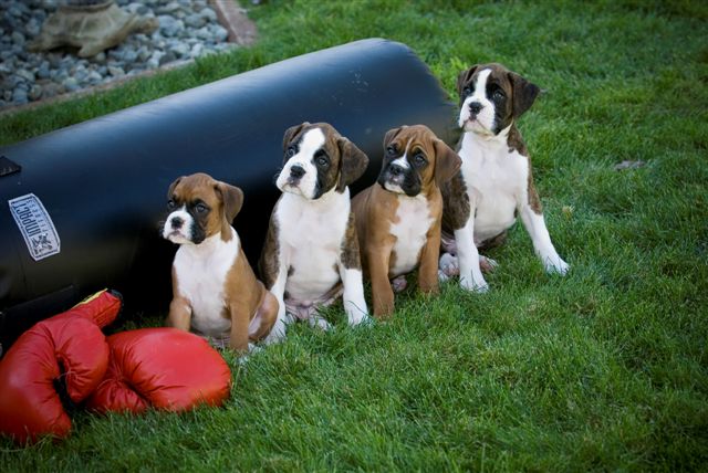 BOXER PUPPIES AVAILABLE