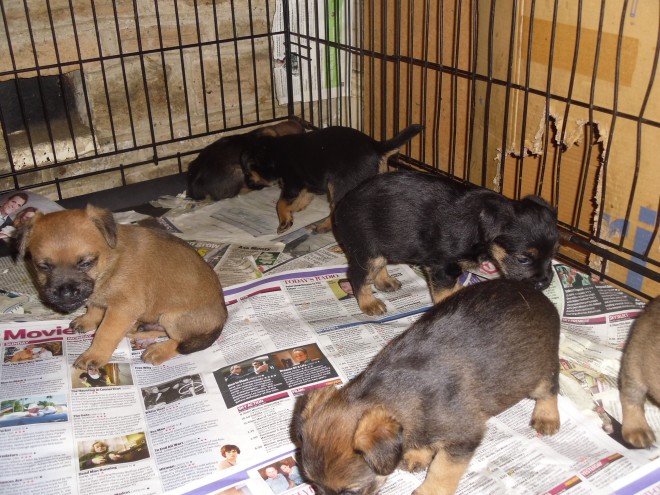 border colliie puppies Available 
