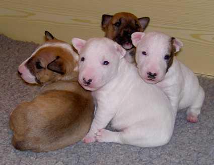 Cute Bullterier Puppies Available