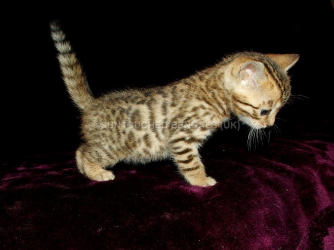  Bengals kittens available 