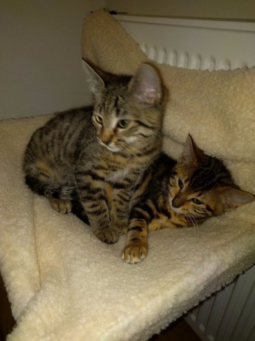 Two Egyptian Mau Kittens