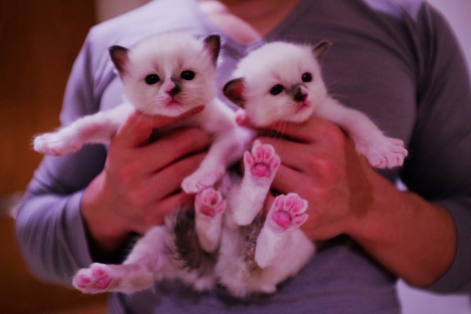 2 Pure Ragdoll Boys Ready For Reserve