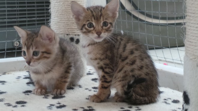 Five Stunning Savannah Kittens For Sale F6 Sbt.