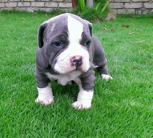 American bully Puppies