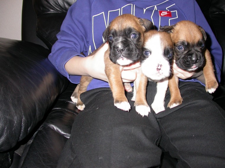 Adorable Red And White, Boxer Puppys.