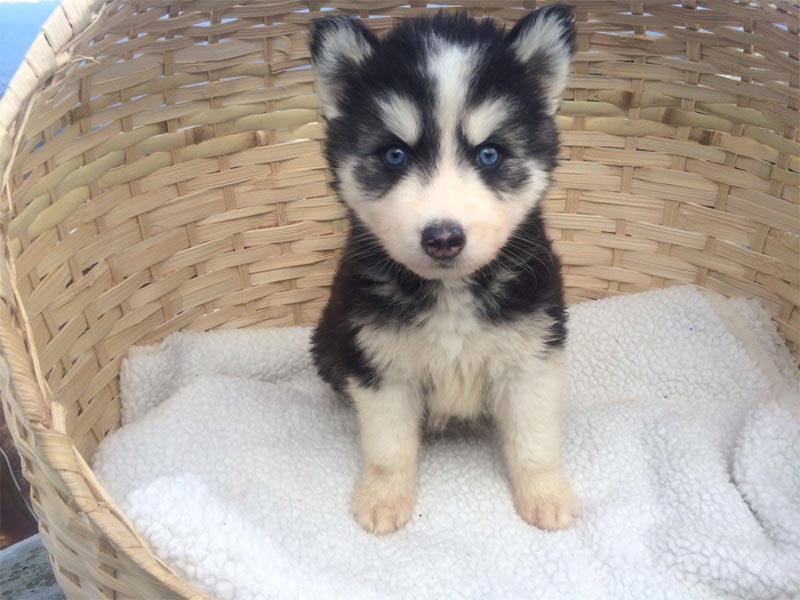 pup male and female Husky