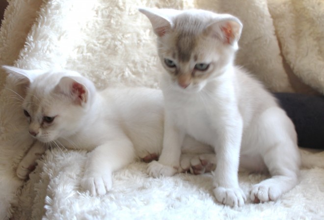 lovely Asian kittens