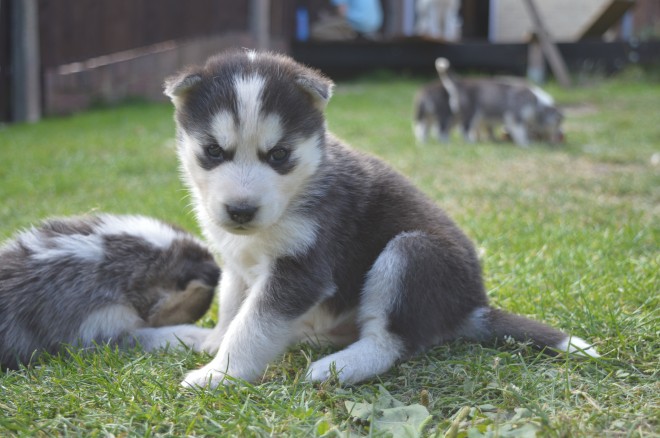 Siberian Husky Pups