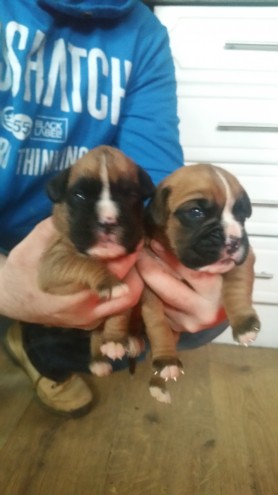 Boxer Puppies Bobtail And Tails Kc Registered