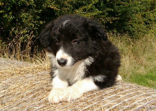 Long Coat Border Collie Puppies For Sale