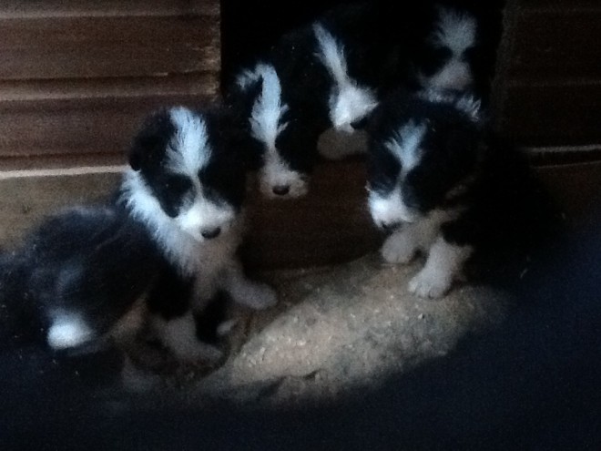 Bearded Collie Pups