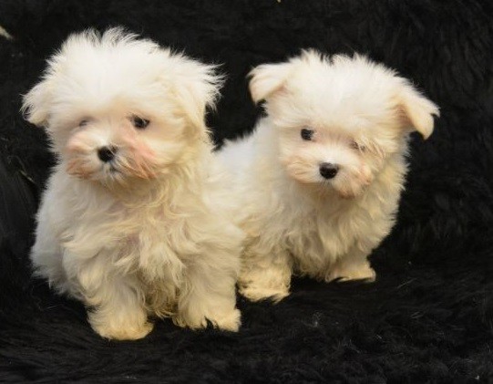 Beautiful Kc Registered Maltese Pups For Sale