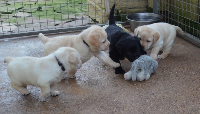 Sandylands Sired Litter - labrador Gorgeous Boy Available