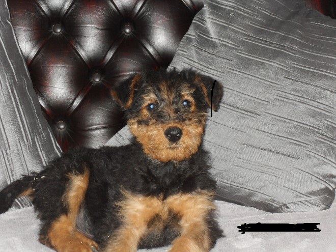 Kennel Club Registered Airedales