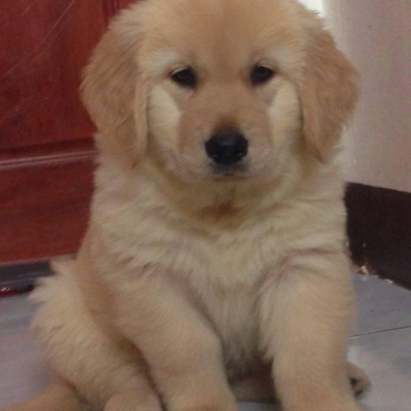 Show Lines Golden Retriever Puppies available