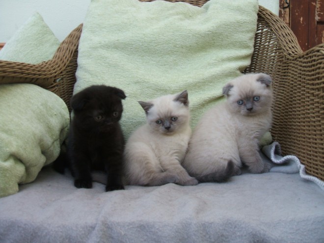 Male & Female both Scottish Fold Kittens available
