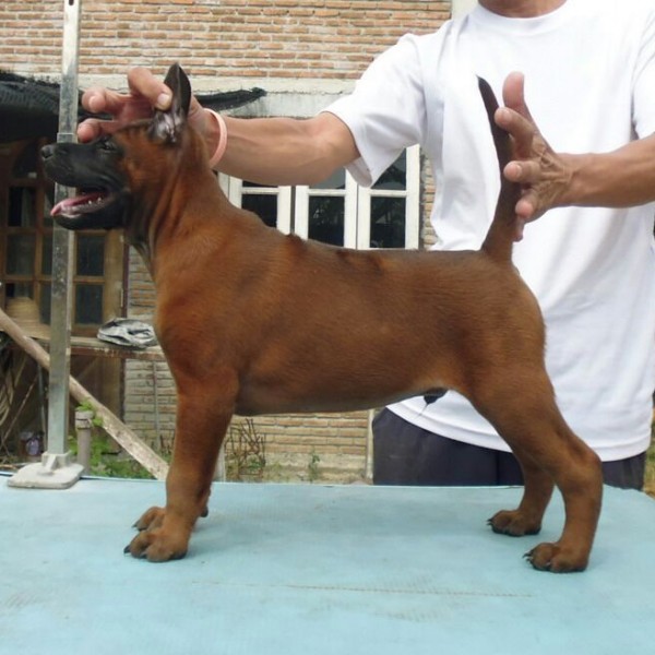 The Thai Ridgeback best known for guard dog are now available