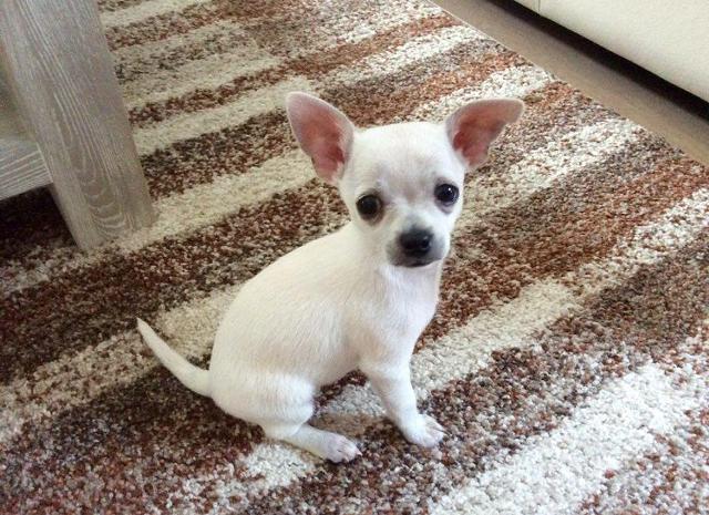 Amazing princes chihuahua puppy for re-homing