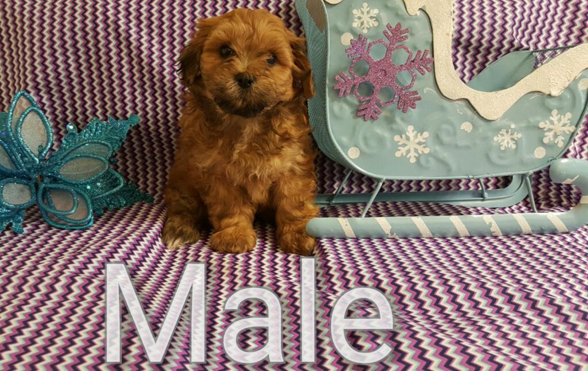 teddy bear puppies reduced to 425 ready now! 