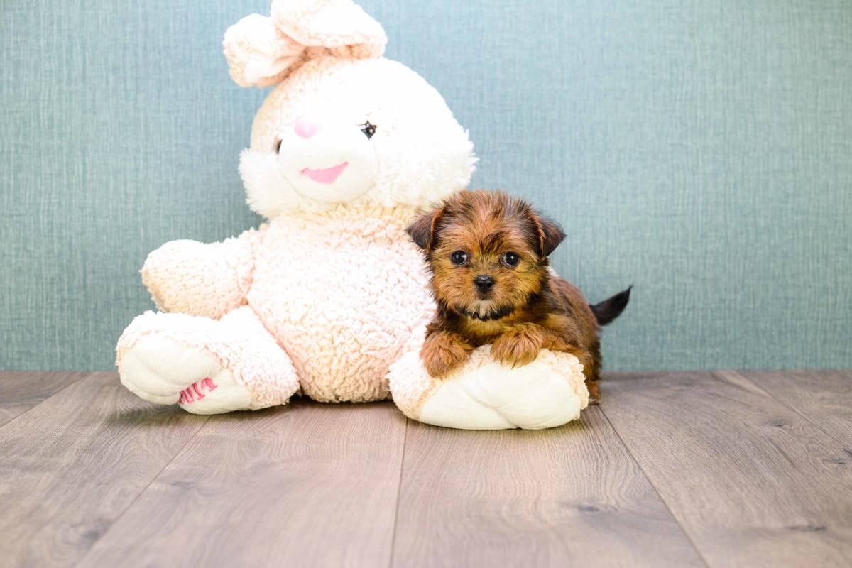 Teacup Shorkie Puppies for sale!! Carebear