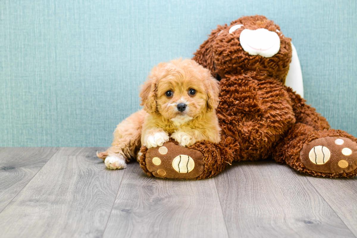 Cavapoo Puppies for sale!! Little Red