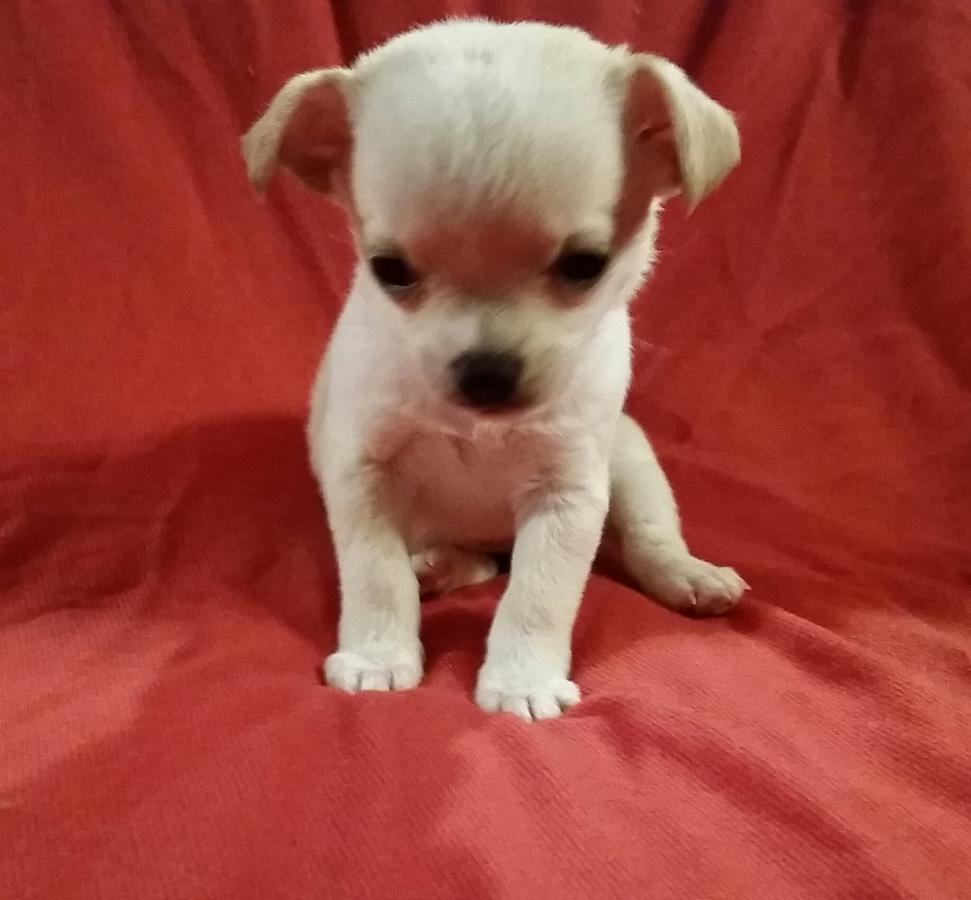 Chihuahua Puppies ♡Little girls available