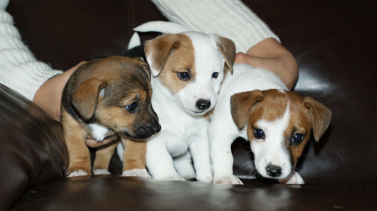 Legally Docked Jack Russell Pups.