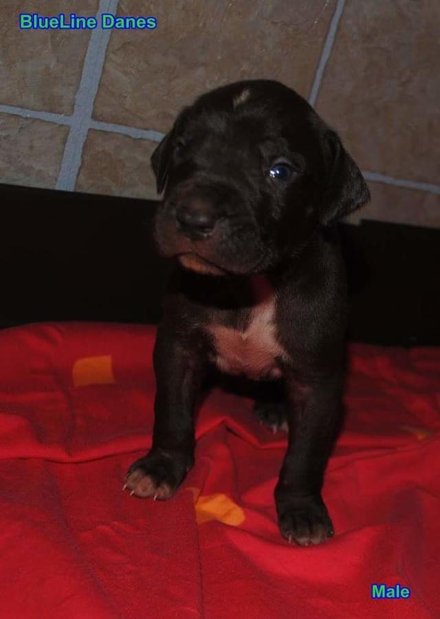 AKC Great Dane pups (Chocolate, blacks and mantles) 