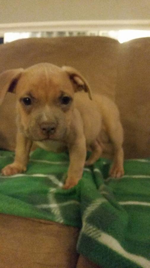 Female puppy off Lil′ Flip available. *(preferably a show dog home)* BLUE FAWN. My Pick of the litter. comes with croppe