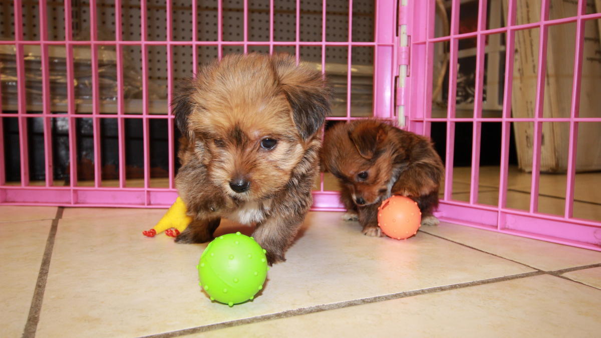 Havashire Puppies For Sale 