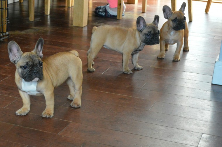 Very Compact Beautiful French Bulldog Puppies***