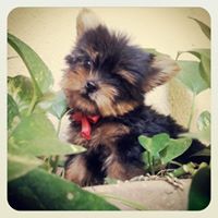 mini yorkshire terrier