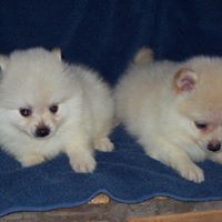 pomeranian pup for sale